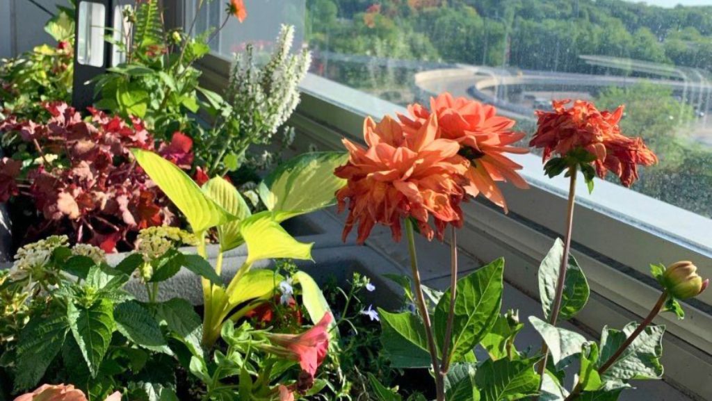 2025 Seasonal Flowers at TPI Hotels